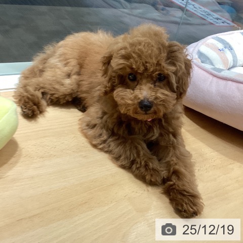 石川県のトイプードル(トイ) (ペットプラス 新小松店/2025年9月1日生まれ/男の子/レッド)の子犬の3枚目の画像