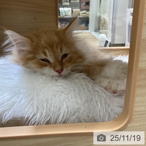 ノルウェージャンフォレストキャットの写真