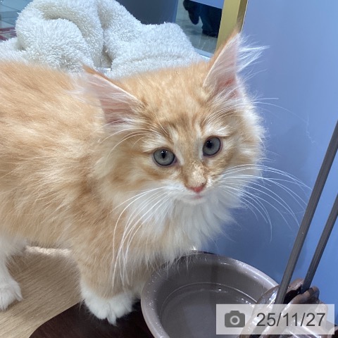 ノルウェージャンフォレストキャットの写真