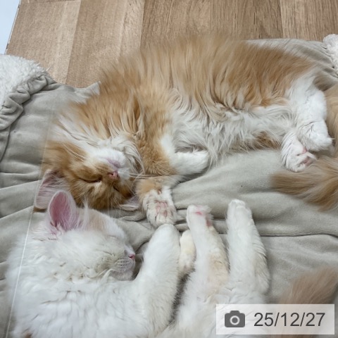 ノルウェージャンフォレストキャットの写真