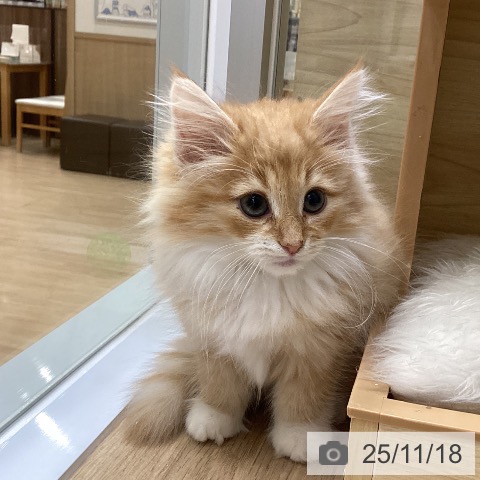 愛知県のノルウェージャンフォレストキャット (ペットプラス 千音寺店/2025年8月31日生まれ/男の子/レッドマッカレルタビーホワイト)の子猫の4枚目の画像