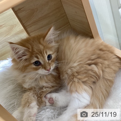 愛知県のノルウェージャンフォレストキャット (ペットプラス 千音寺店/2025年8月31日生まれ/男の子/レッドマッカレルタビーホワイト)の子猫の3枚目の画像