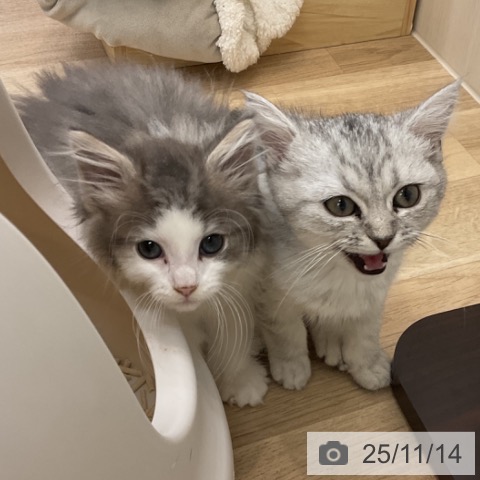 ノルウェージャンフォレストキャットの写真