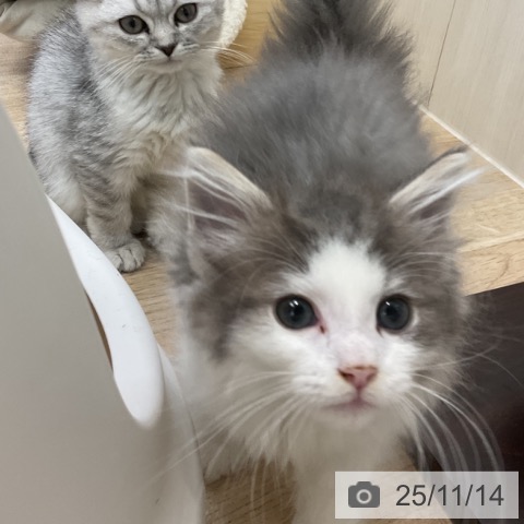 ノルウェージャンフォレストキャットの写真