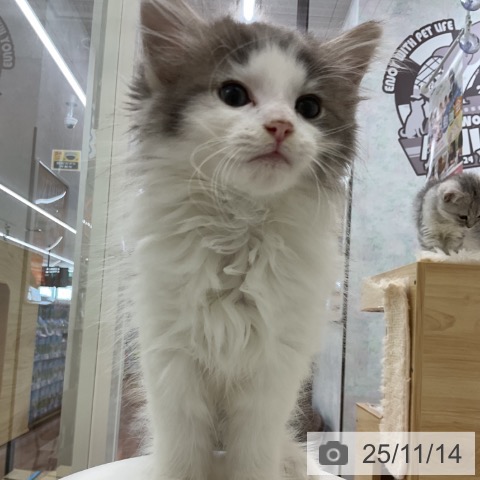 ノルウェージャンフォレストキャットの写真