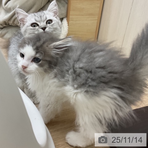 ノルウェージャンフォレストキャットの写真