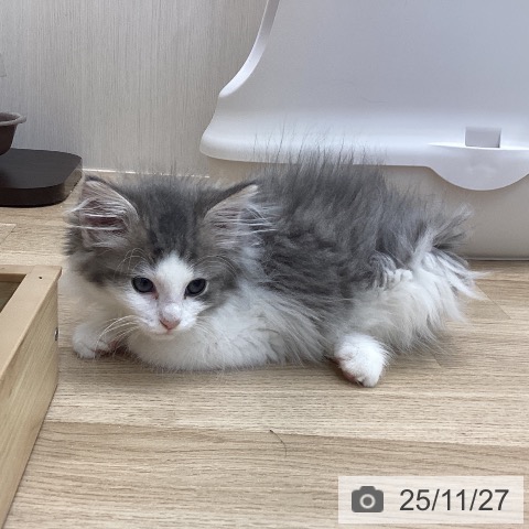 愛知県のノルウェージャンフォレストキャット (ペットプラス みなと店/2025年9月1日生まれ/男の子/ブルークラシックタビーホワイト)の子猫の3枚目の画像