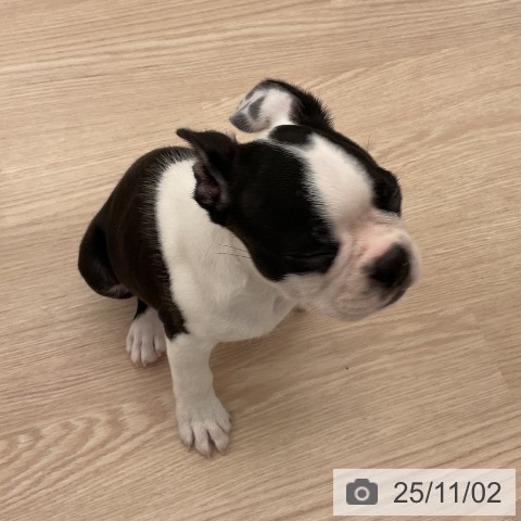 ボストン・テリアの写真