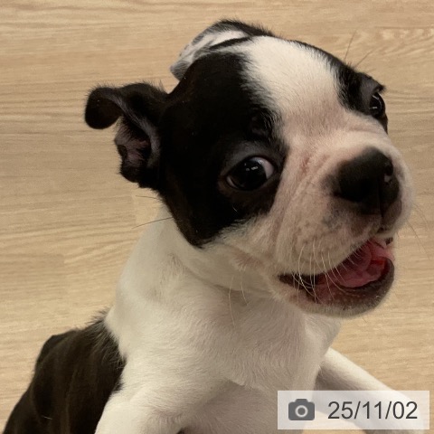 ボストン・テリアの写真