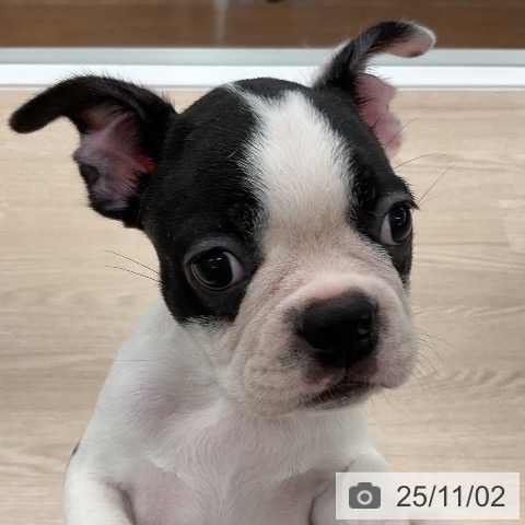 ボストン・テリアの写真