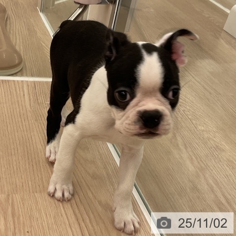 ボストン・テリアの写真