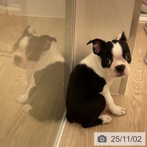 ボストン・テリアの写真