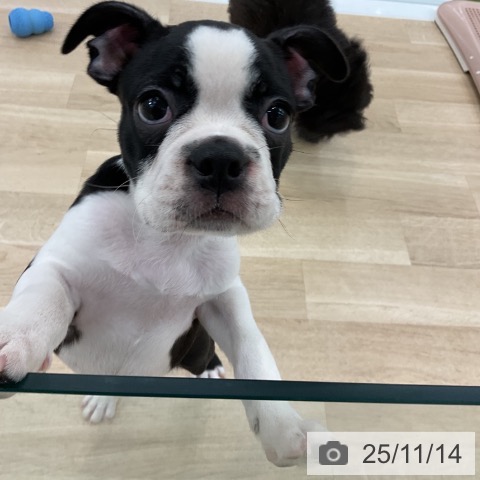 ボストン・テリアの写真