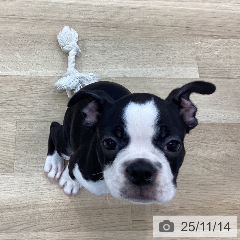 ボストン・テリアの写真