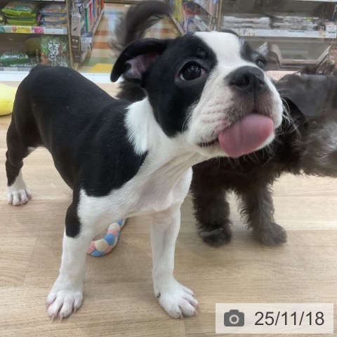 愛知県のボストンテリア (ペットプラス 千音寺店/2025年9月1日生まれ/男の子/ボストンカラー)の子犬の4枚目の画像