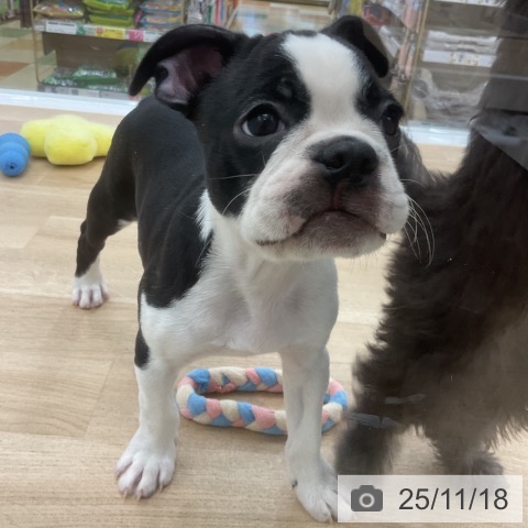 愛知県のボストンテリア (ペットプラス 千音寺店/2025年9月1日生まれ/男の子/ボストンカラー)の子犬の3枚目の画像