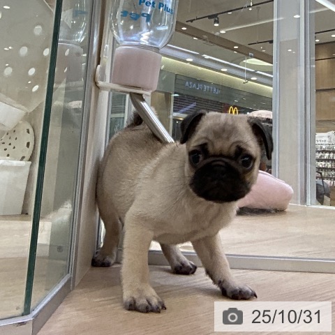 パグの写真