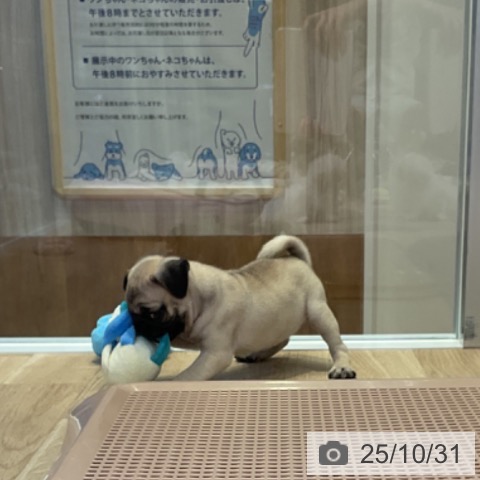 パグの写真