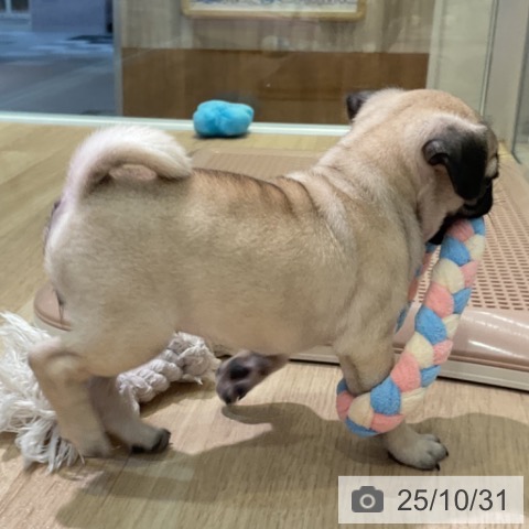 パグの写真
