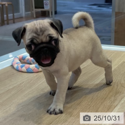 パグの写真