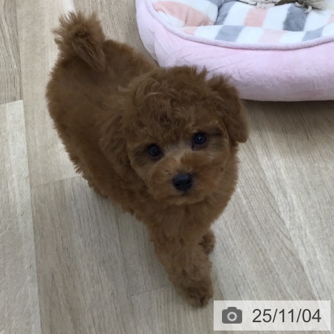 トイ・プードルの写真