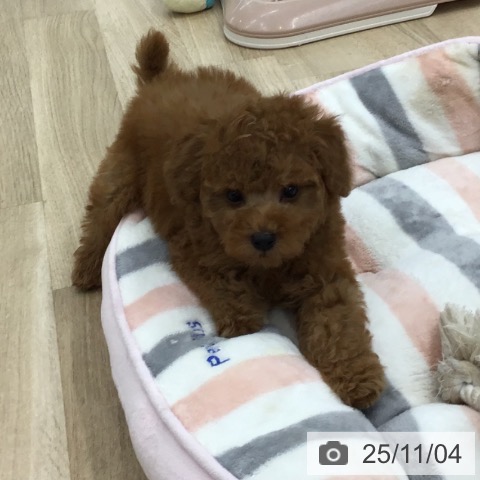 トイ・プードルの写真