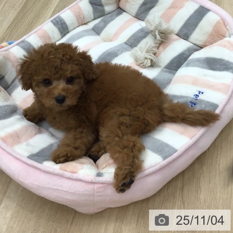 トイ・プードルの写真