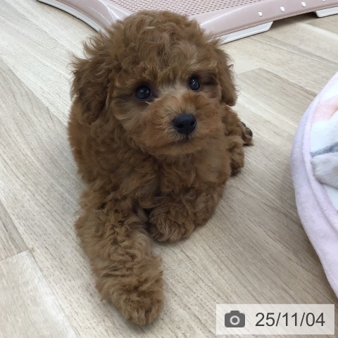 トイ・プードルの写真