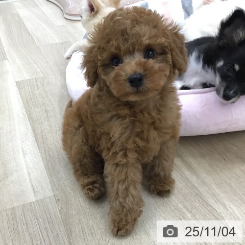 トイ・プードルの写真