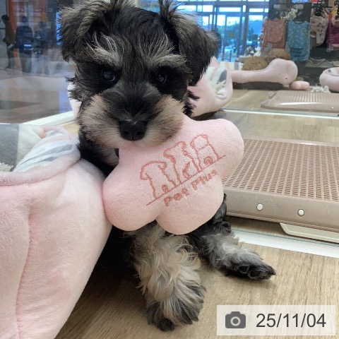 ミニチュア・シュナウザーの写真