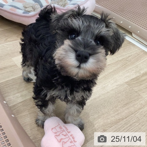 ミニチュア・シュナウザーの写真