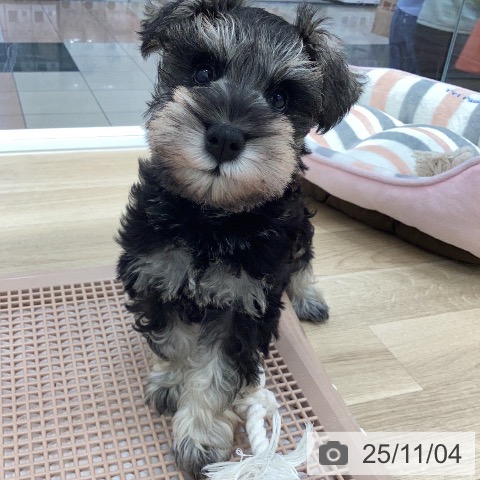 ミニチュア・シュナウザーの写真