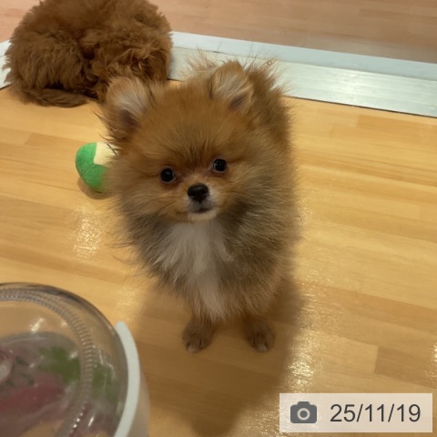 愛知県のポメラニアン (ペットプラス 名古屋茶屋店/2025年9月2日生まれ/男の子/オレンジ)の子犬の4枚目の画像