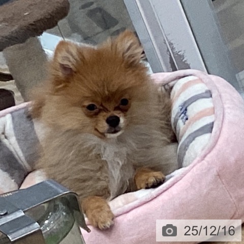 愛知県のポメラニアン (ペットプラス 東浦店/2025年9月2日生まれ/男の子/オレンジ)の子犬の4枚目の画像