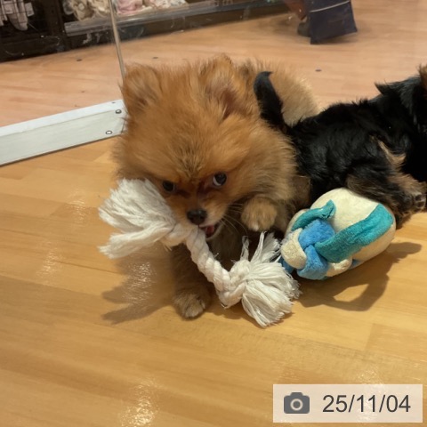 ポメラニアンの写真