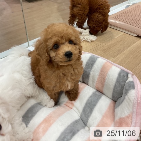 トイ・プードルの写真