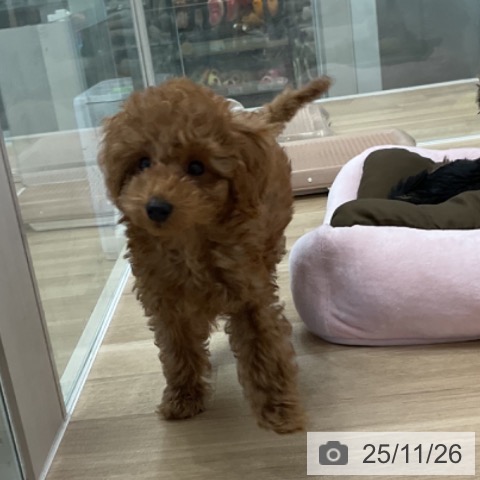 愛知県のトイプードル(トイ) (ペットプラス 熱田店/2025年9月2日生まれ/男の子/レッド)の子犬の4枚目の画像