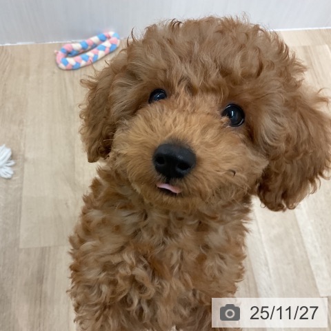 愛知県のトイプードル(トイ) (ペットプラス 熱田店/2025年9月2日生まれ/男の子/レッド)の子犬の3枚目の画像