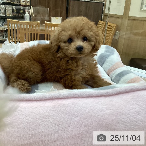 トイ・プードルの写真