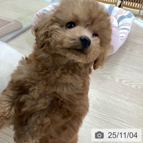 トイ・プードルの写真