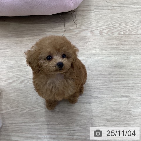 トイ・プードルの写真