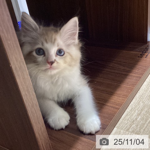 ラグドールの写真