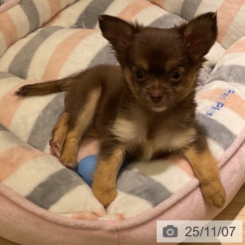 愛知県のチワワ(ロング) (ペットプラス イオンモール豊川店/2025年9月2日生まれ/女の子/チョコレートタン)の子犬の4枚目の画像