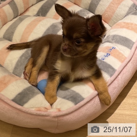 愛知県のチワワ(ロング) (ペットプラス イオンモール豊川店/2025年9月2日生まれ/女の子/チョコレートタン)の子犬の3枚目の画像