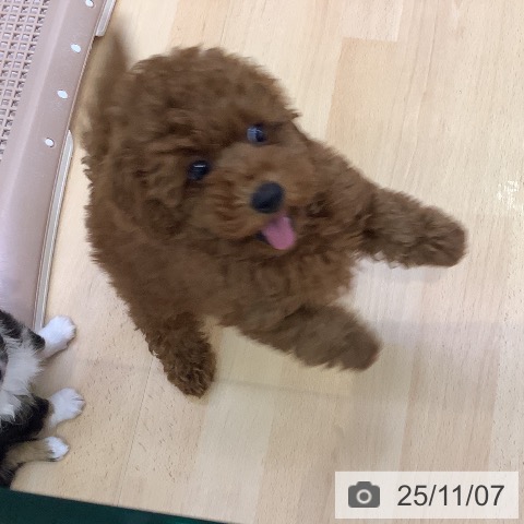 愛知県のトイプードル(トイ) (ペットプラス 豊橋牧野店/2025年9月2日生まれ/男の子/レッド)の子犬の4枚目の画像