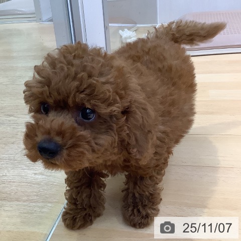 愛知県のトイプードル(トイ) (ペットプラス 豊橋牧野店/2025年9月2日生まれ/男の子/レッド)の子犬の3枚目の画像