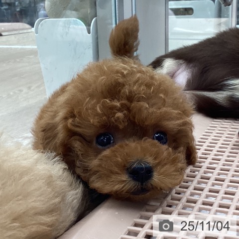 トイ・プードルの写真