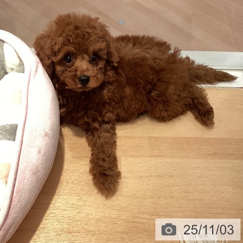 トイ・プードルの写真