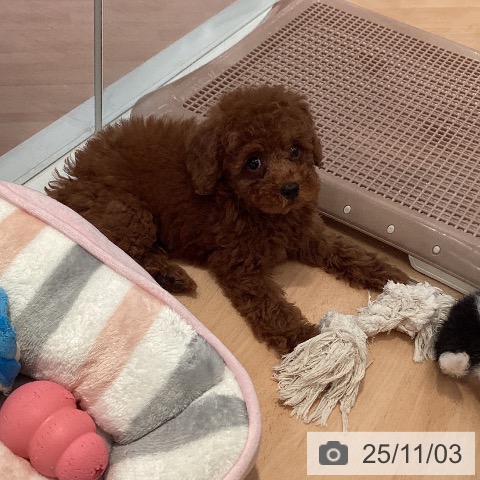 トイ・プードルの写真