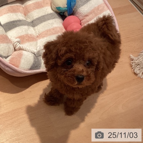 トイ・プードルの写真